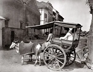 c. 1870s India - bullock hackney carriage