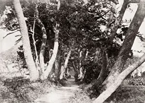 c. 1871 Japan - avenue of trees at Homoko (Honmoku?) - from The Far East magazine