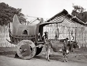 c. 1880 India or Burma - bullock cart and driver