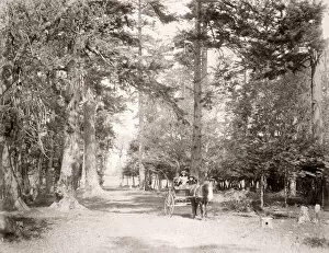 c. 1880s - Beacon Hill Park, Victoria, British Columbia, Canada