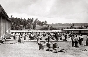 c. 1880s Ceylon Sri Lanka - spreading coffee to dry