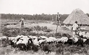 c. 1880s - France - French shepherds on stilts