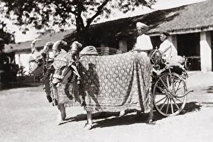 c. 1880s India - cattle, bullock cart