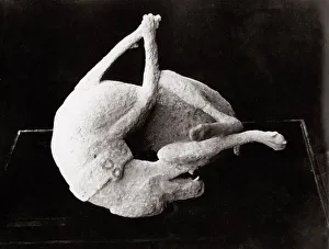 c. 1880s Italy Pompeii - plaster cast, corpse of dog