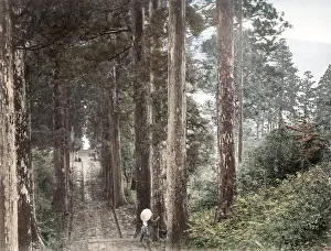 c. 1880s Japan - avenue of pine tees