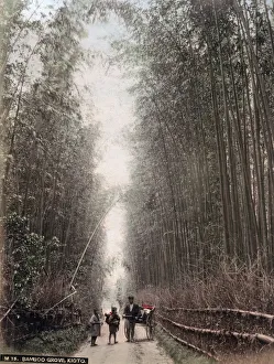 Bamboo Prints: c. 1880s Japan - bamboo grove