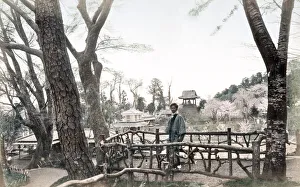 c. 1880s Japan cherry blossom, Uyeno Ueno Tokyo