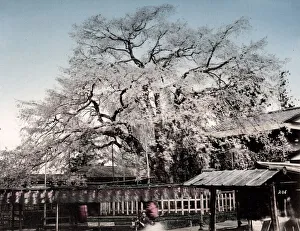 c. 1880s Japan - cherry tree with blossom in spring