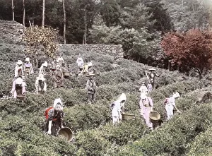 c. 1880s Japan - farm workers picking tea