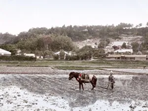 c. 1880s Japan - farmer planting rice
