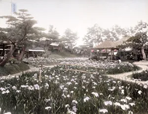 c. 1880s Japan - Iris Garden