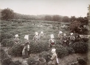 c. 1880s Japan - picking tea