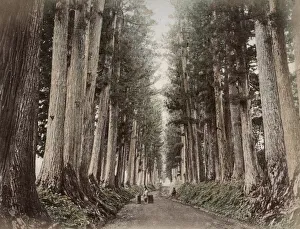 c. 1880s Japan - pine trees and road, Nikko