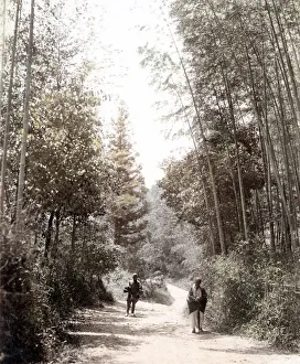 Bamboo Gallery: c. 1880s Japan - view in a bamboo grove