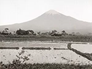 Rice Collection: c. 1880s Japan - view of Mount Fuji and rice paddy fields