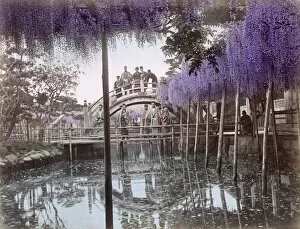 Bloom Collection: c. 1880s Japan - wisteria flowers and bridge