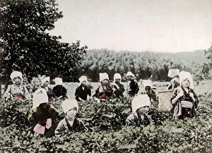 c. 1880s Japan - women picking tea