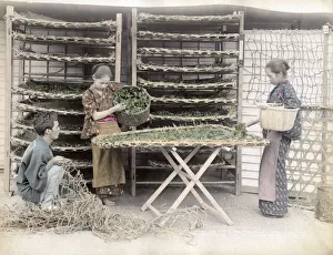 Worms Prints: c. 1880s Japan - working with silk worms