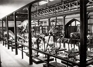 c. 1880s - New Zealand - dinosaur (?) skeletons in Christchurch museum
