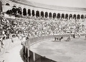 c. 1880s - Sapin bull fighting