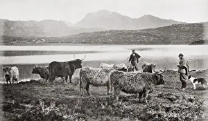 c. 1880s Scotland - farmer and Highland cattle