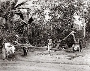 c. 1880s - Singapore - oil mill driven by a bullock / ox