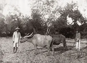 c. 1880s South East Asia - Philippines - men ploughing