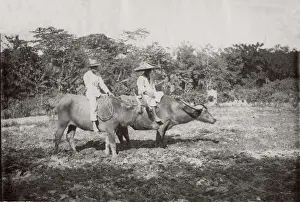c. 1880s South East Asia - Philippines - riding water buffalo