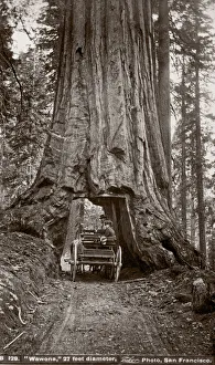 Cultural Prints: c. 1880s - The Wawona Tree, a Yosemite National Park