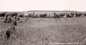 New Zealand Collection: c. 1890s New Zealand - harvesting corn in a 500 acre field