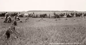 Barley Prints: c. 1890s New Zealand - harvesting corn in a 500 acre field