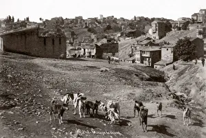 c. 1890s Turkey - group of street dogs