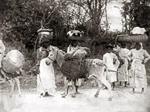 c. 1900 West Indies - women and donkey on way to market