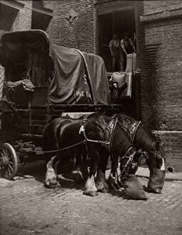 Dray Collection: c. 1930s - dray horses in London with nosebags