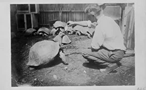 North America Gallery: C. Harris feeding Galapagos tortoises, 1898