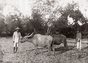 Oxen Gallery: c.1880s South East Asia - Philippines - men ploughing