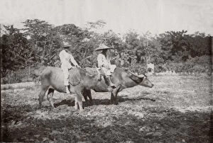 c.1880s South East Asia - Philippines - riding water buffalo