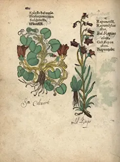Cabbage Prints: Cabbage, Brassica oleracea, and rampion bellflower