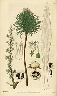 Hooker Gallery: Cabbage palm, Cordyline australis