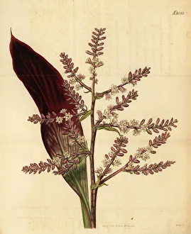 Lily Gallery: Cabbage palm, Cordyline fruticosa