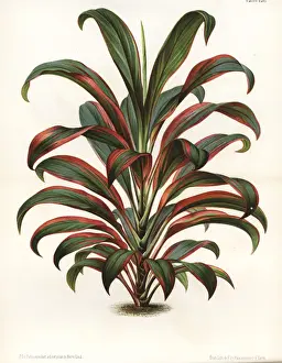 Cabbage palm, Cordyline fruticosa