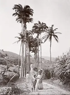Cabbage palms, Barbados, West Indies, c. 1890 s