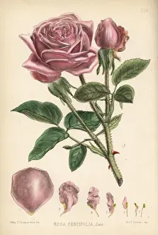 Cabbage Prints: Cabbage rose or Damask rose, Rosa centifolia
