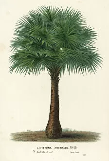 Jardins Collection: Cabbage-tree palm, Livistona australis
