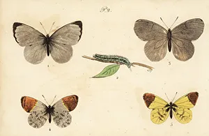 Aporia Gallery: Cabbage white, black-veined white, orange