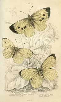 Cabbage Prints: Cabbage White Butterflies