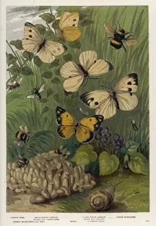 Butterflies Collection: Cabbage White Butterfly