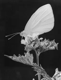 Cabbage Prints: Cabbage White Butterfly