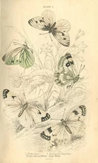 Cabbage Whites Butterflies