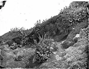 Brassicales Gallery: Cabbages, Kerguelen Island